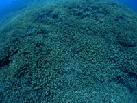 cǊԁE-1