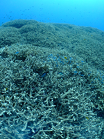cǊԁE-22